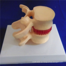 Modelo de Biologia de Demonstração Médica de Coluna de Vertebra de Esqueleto Humano